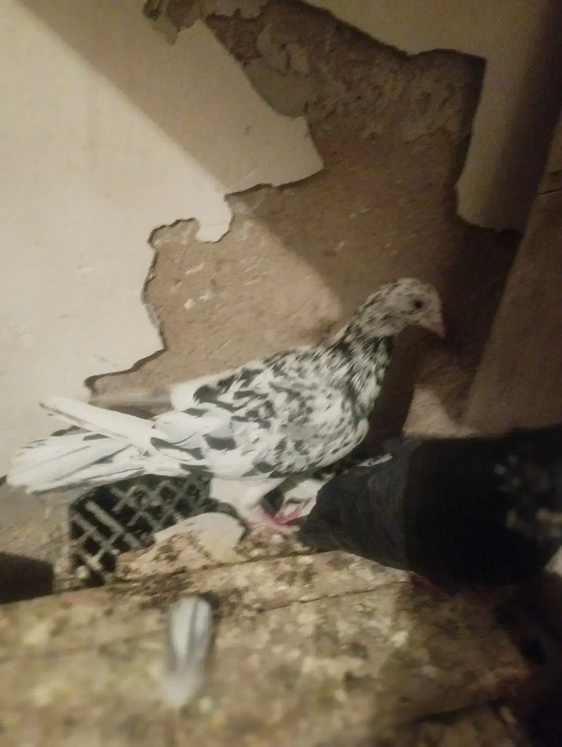 کوهی دورگ دوجفت|پرنده|فولادشهر, فولادشهر|دیوار