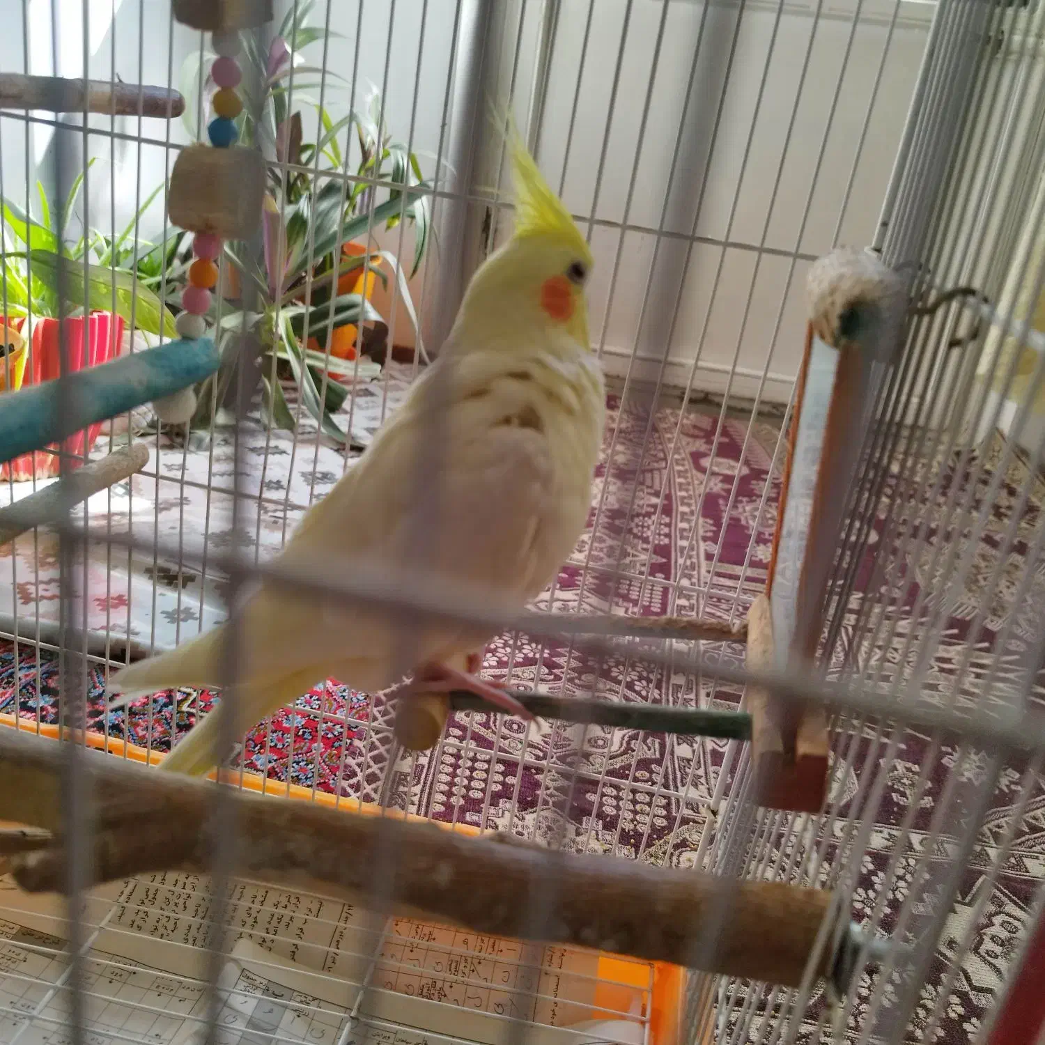 عروس هلندی همراه با قفس|پرنده|سنندج, |دیوار