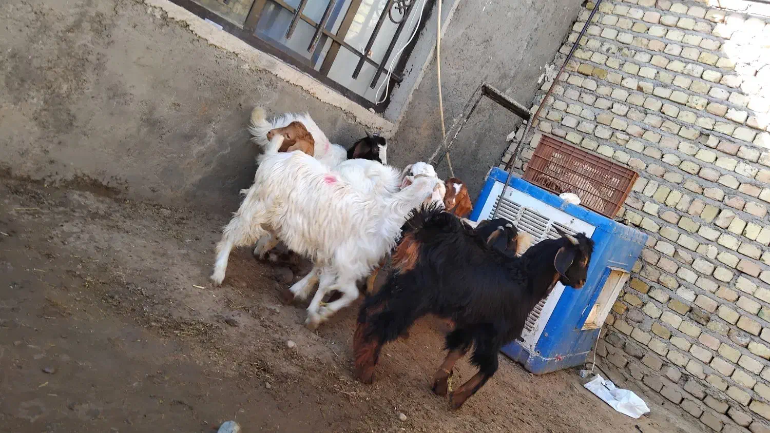 بزغاله چاق|حیوانات مزرعه|کرج, شهرک رازی (حصارک)|دیوار