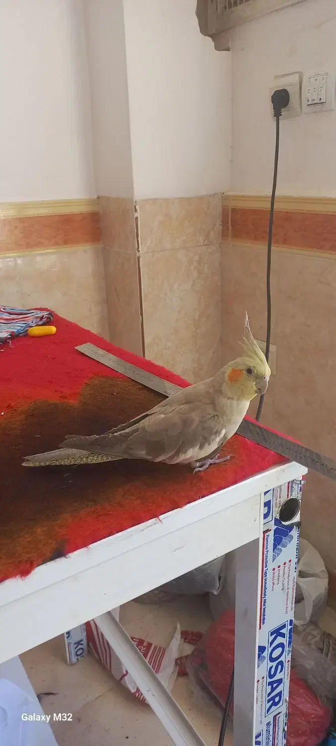 عروس هلندی|پرنده|دالاهو, |دیوار