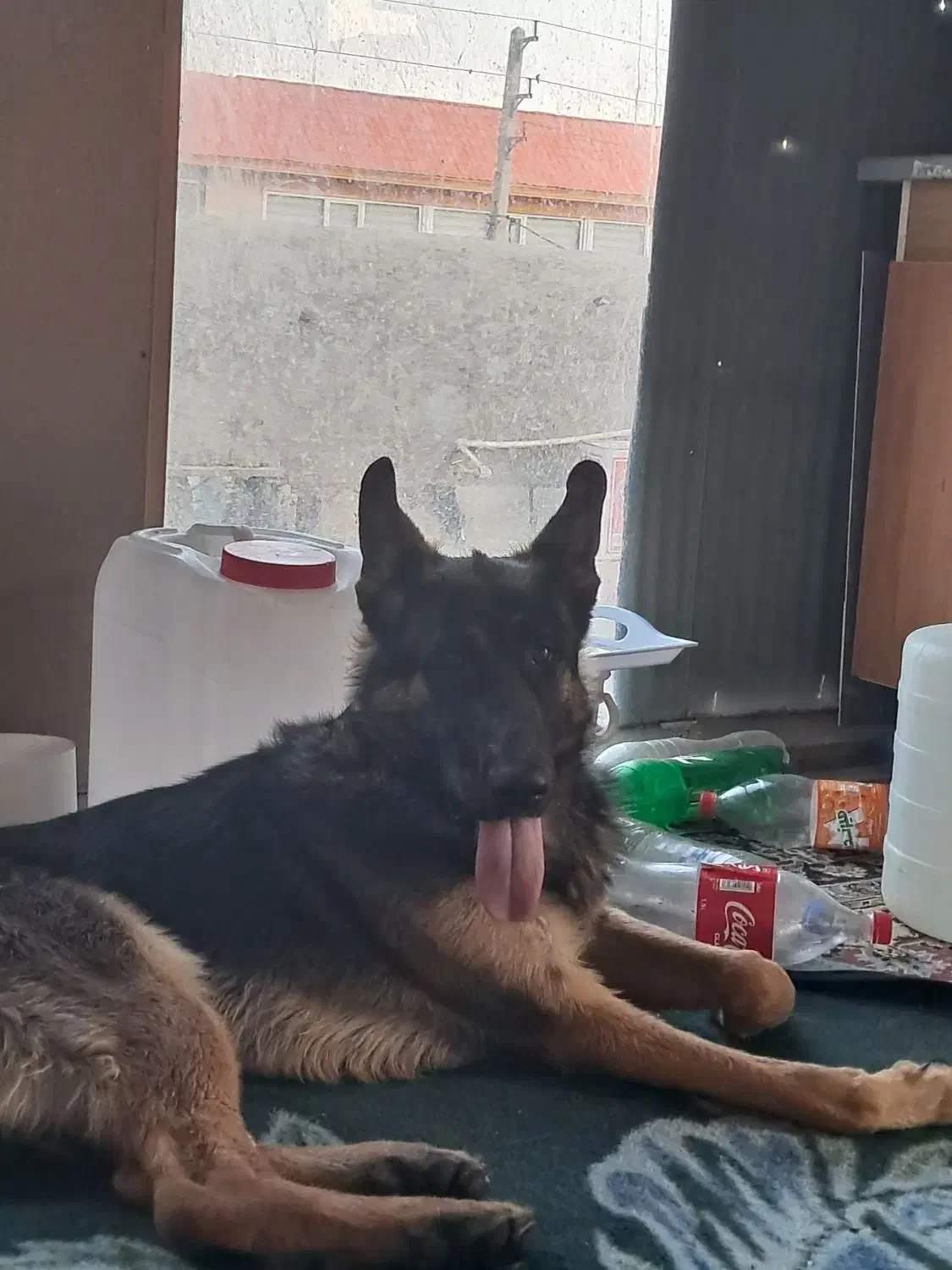 واگذاری سگ|سگ|پردیس, شهرک صنعتی خرمدشت فاز ۷|دیوار