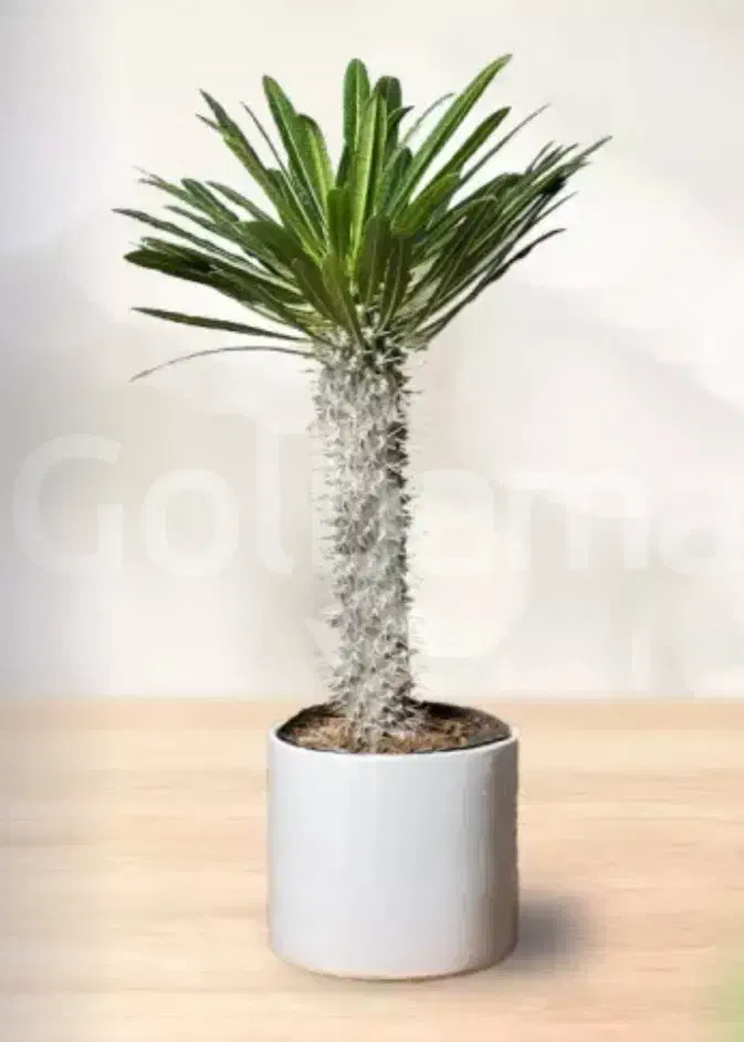 گل طبیعی|گل و گیاه طبیعی|کلاله, |دیوار