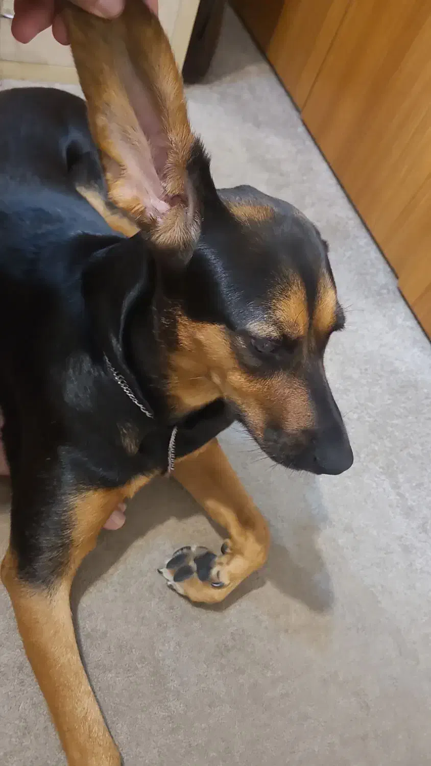 سگ هارهوند دوبر|سگ|رشت, گلزاران|دیوار