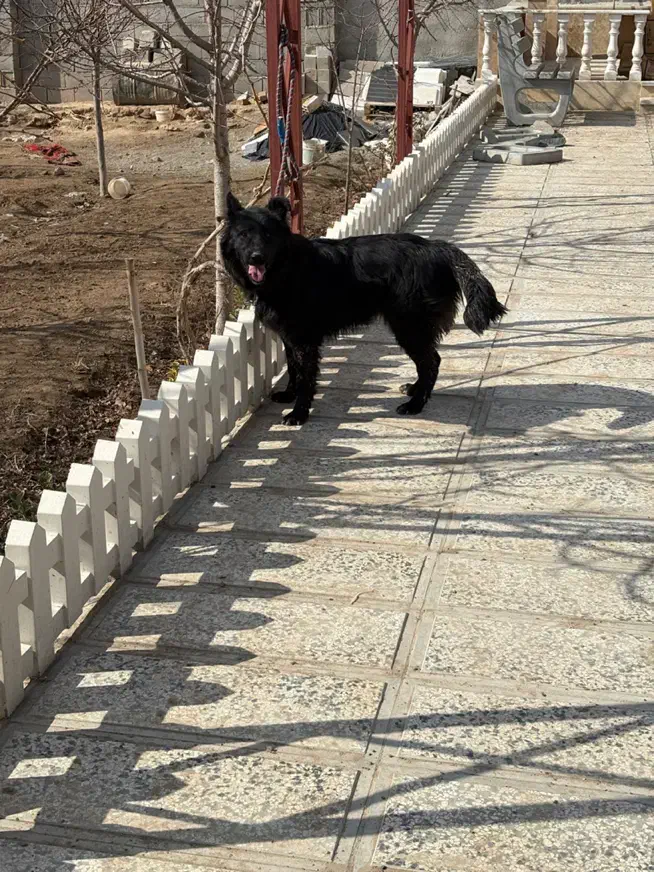 سگ ژرمن بلک|سگ|کرج, کیانمهر|دیوار