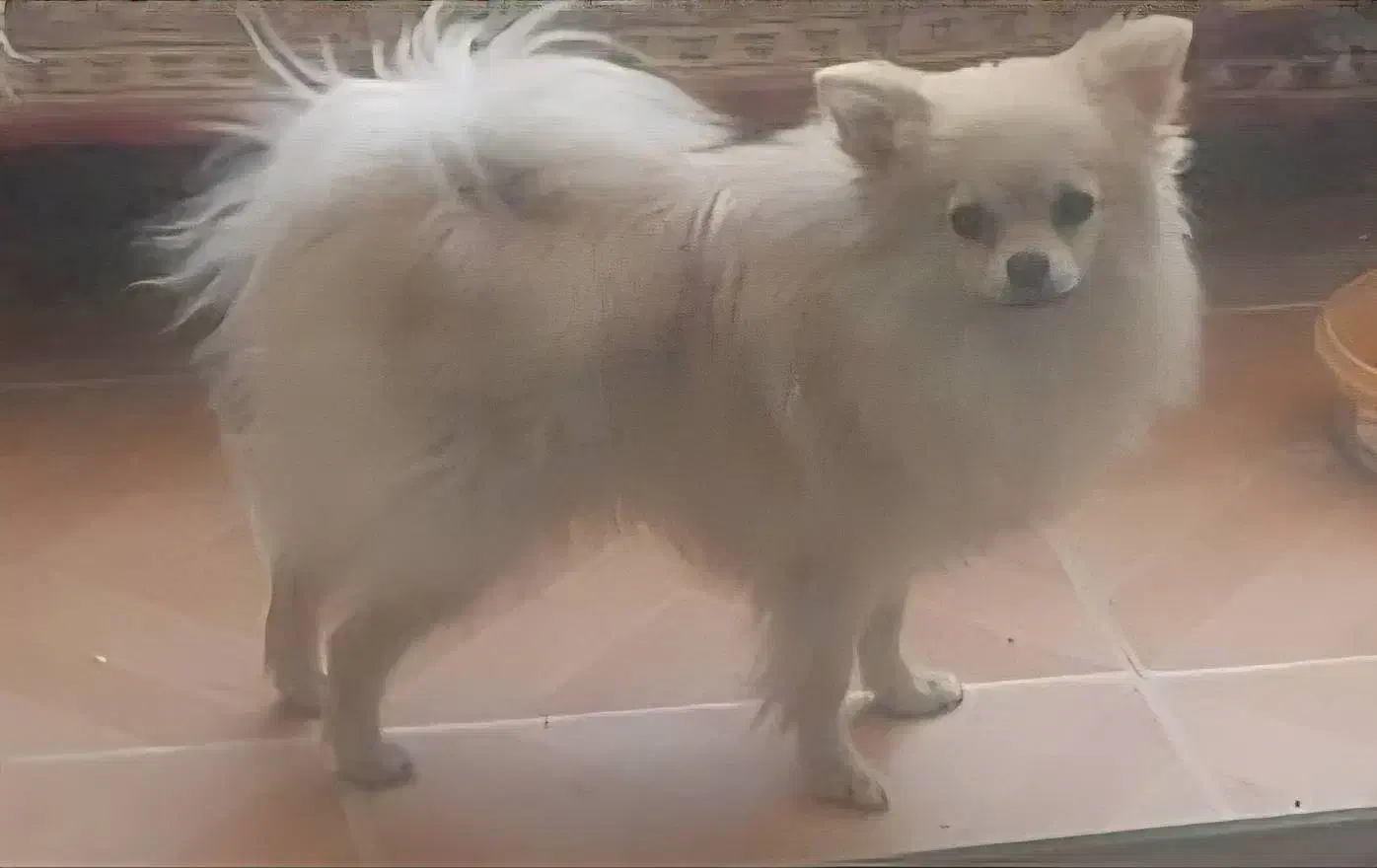 سگ پامرانین|سگ|شاهینشهر, حاجی آباد|دیوار