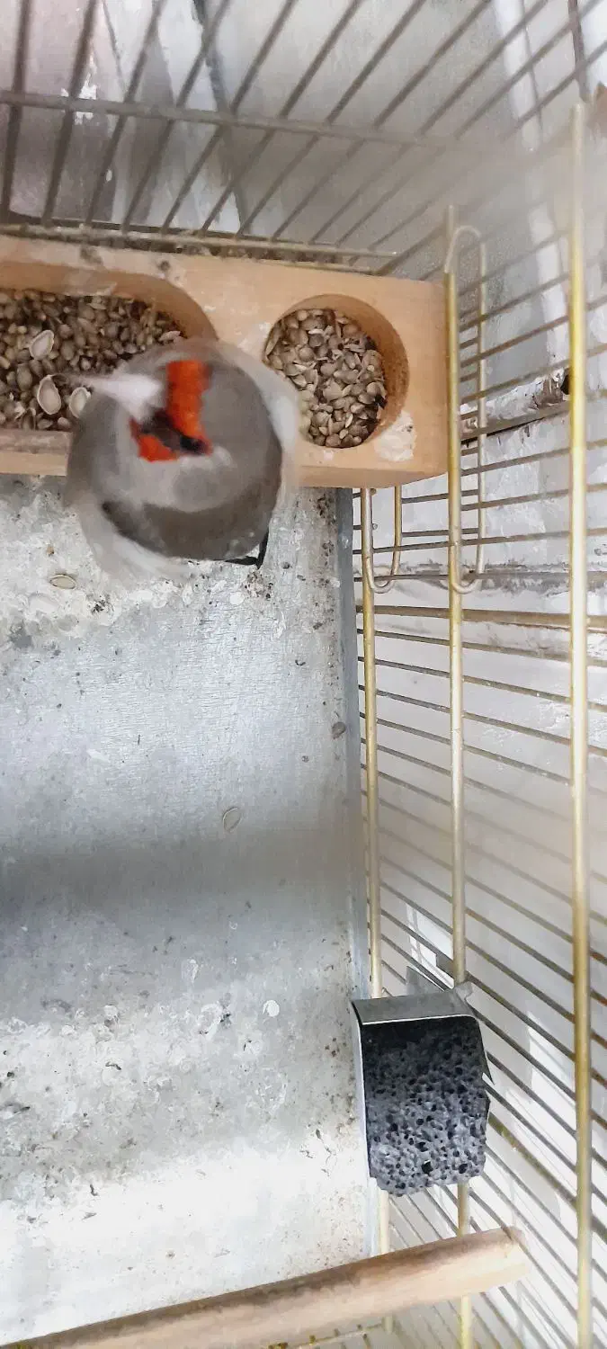 سهره کرمونی|پرنده|مرودشت, مختارآباد|دیوار