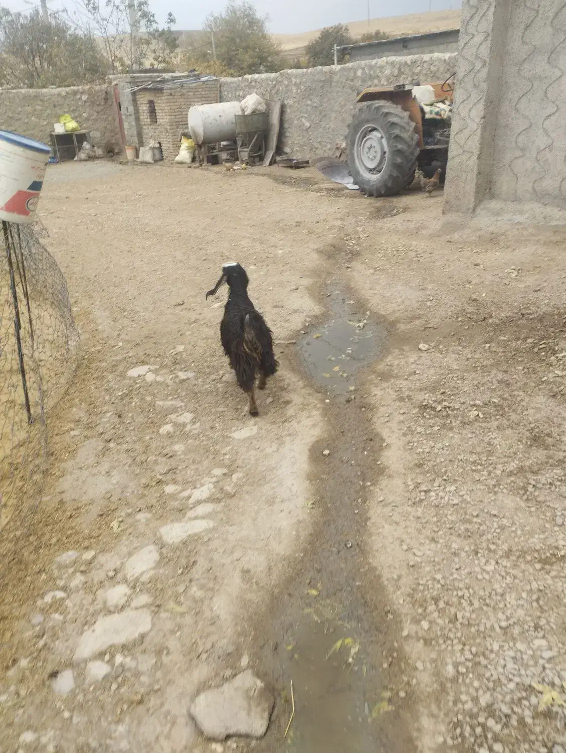 بزغاله|حیوانات مزرعه|کرمانشاه, |دیوار