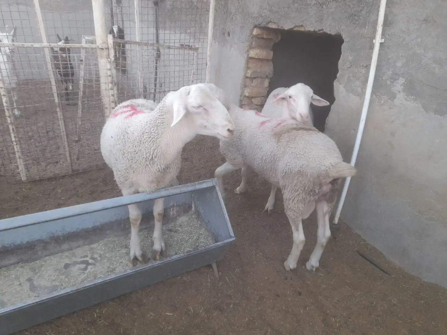 بره نر لاکن|حیوانات مزرعه|اردکان, |دیوار