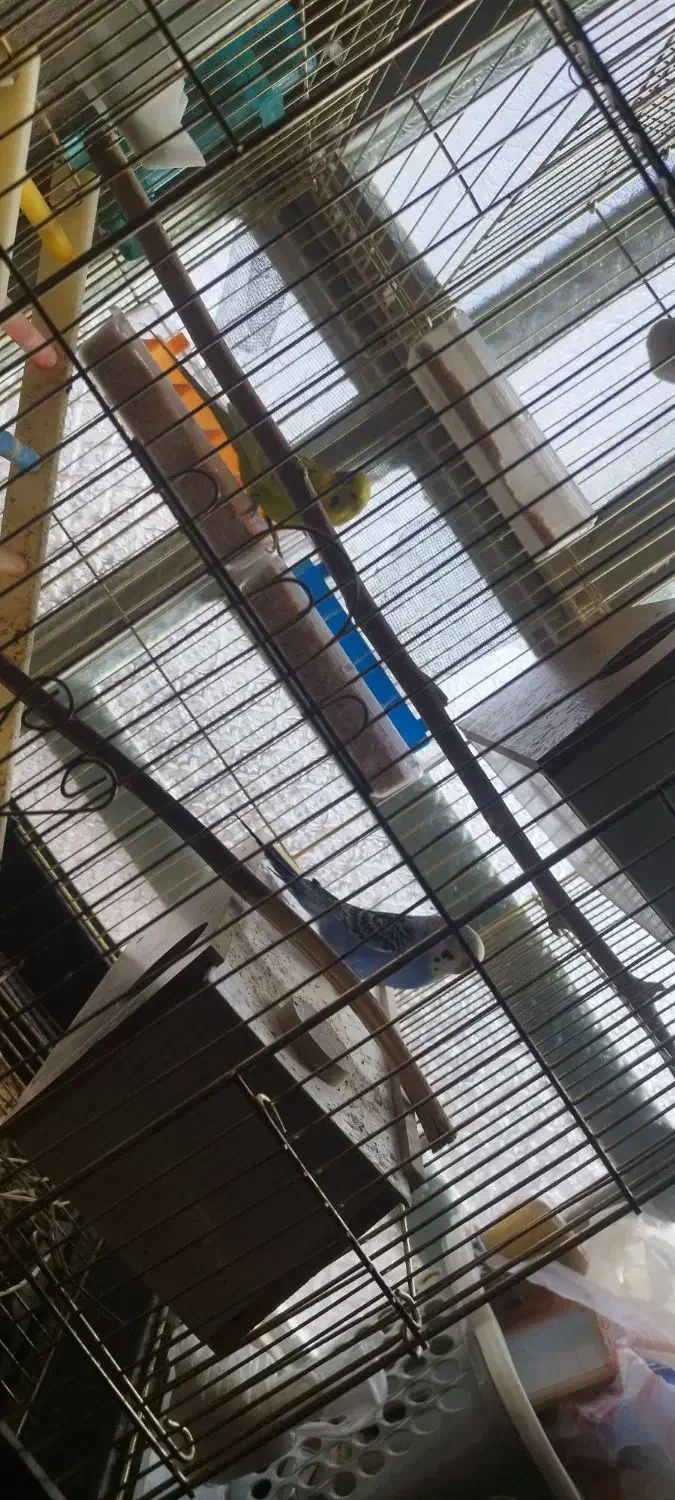 مرغ عشق روی تخم|پرنده|خاش, |دیوار