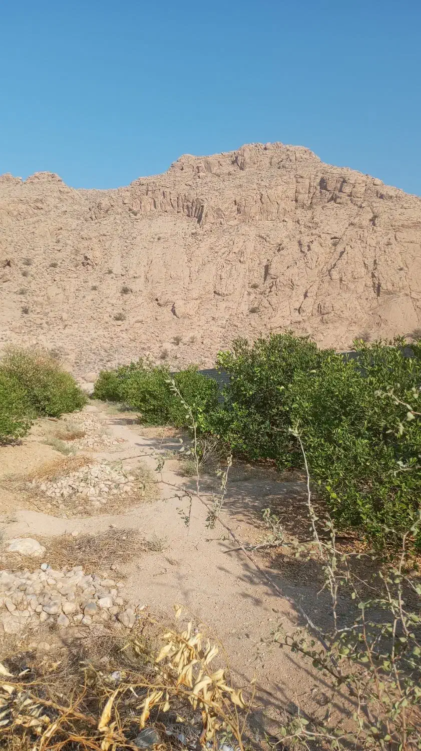 باغچه لطیف آباد(۵۰۰متر)|فروش زمین و ملک کلنگی|داراب, |دیوار