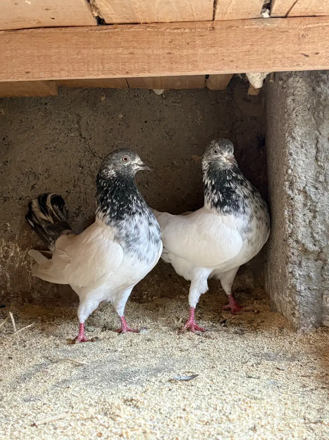 کبوتر پرشی|پرنده|رشت, بوسار|دیوار