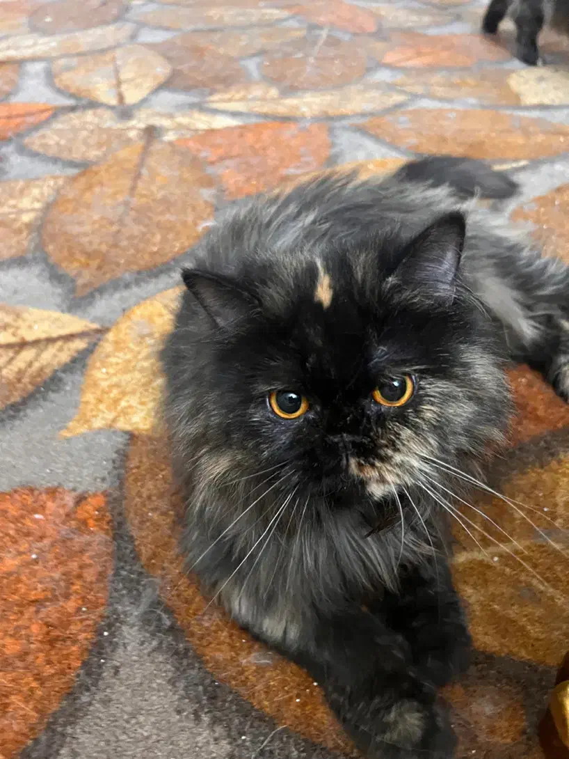 واگذاری گربه ماده به نام دارچین|گربه|بوشهر, |دیوار