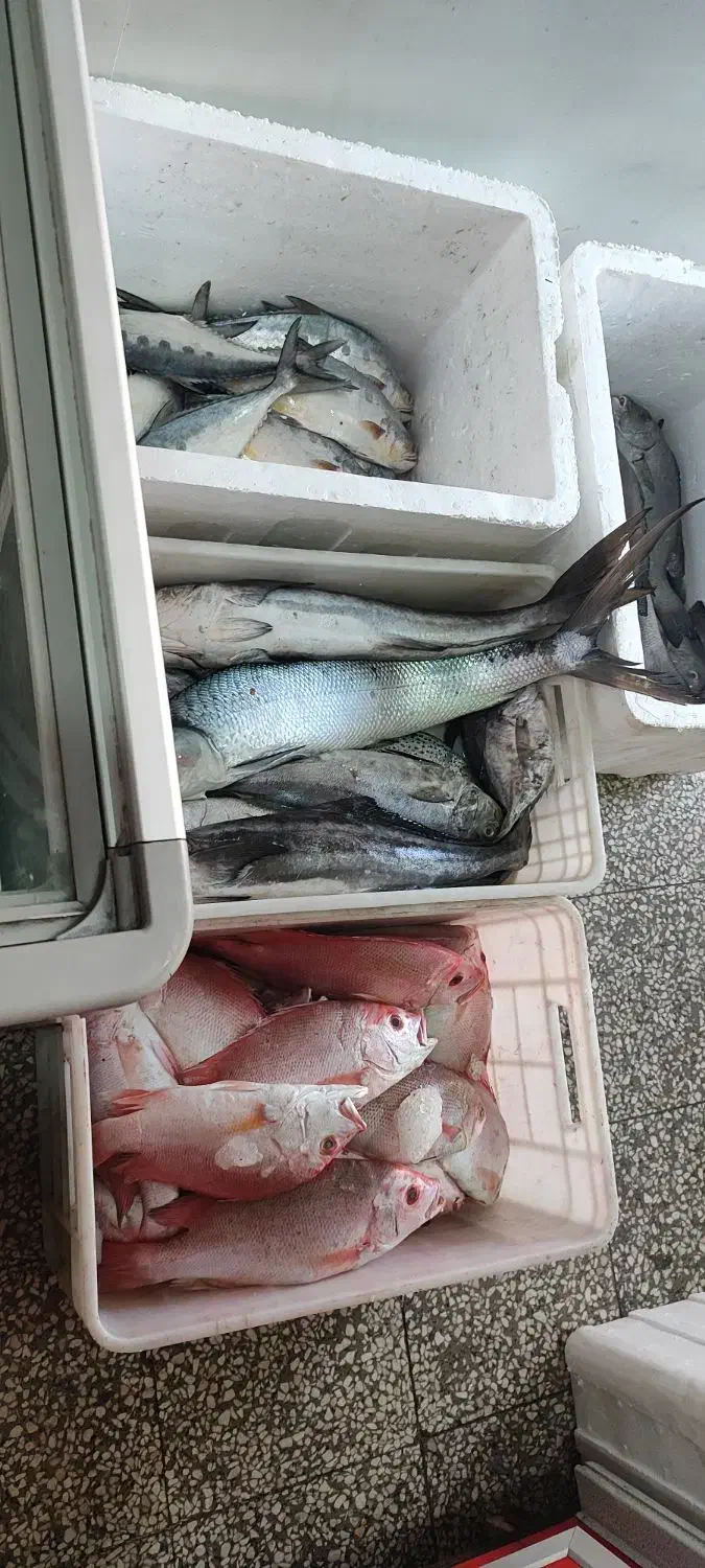 سلام انواع ماهی دریایی بوشهر رسید|ماهی|یزد, |دیوار