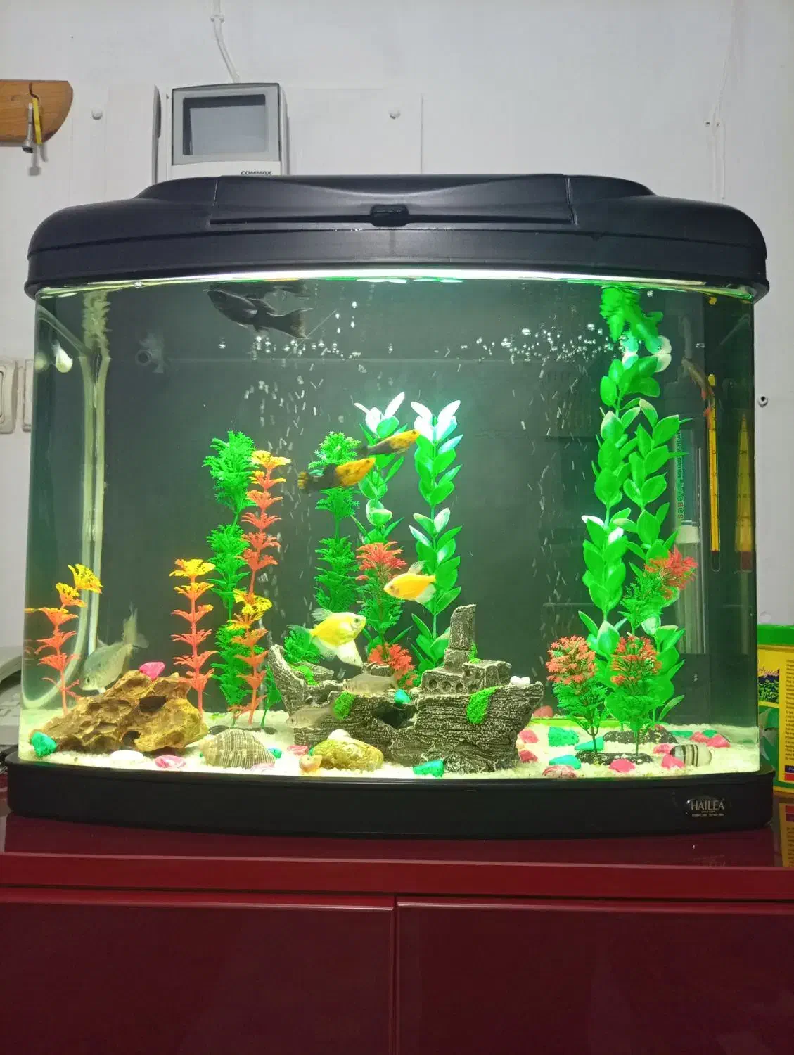 آکواریوم وماهی|ماهی|تهران, دروس|دیوار