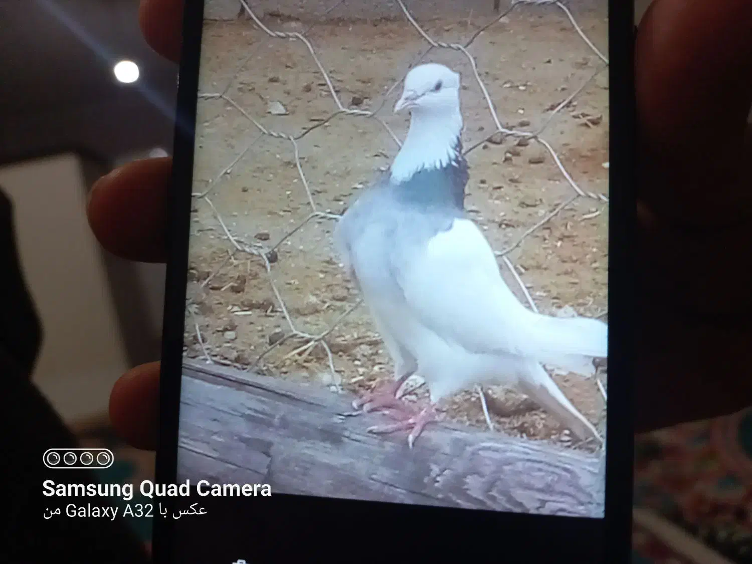 کبوتر گشتی|پرنده|سرپل ذهاب, |دیوار