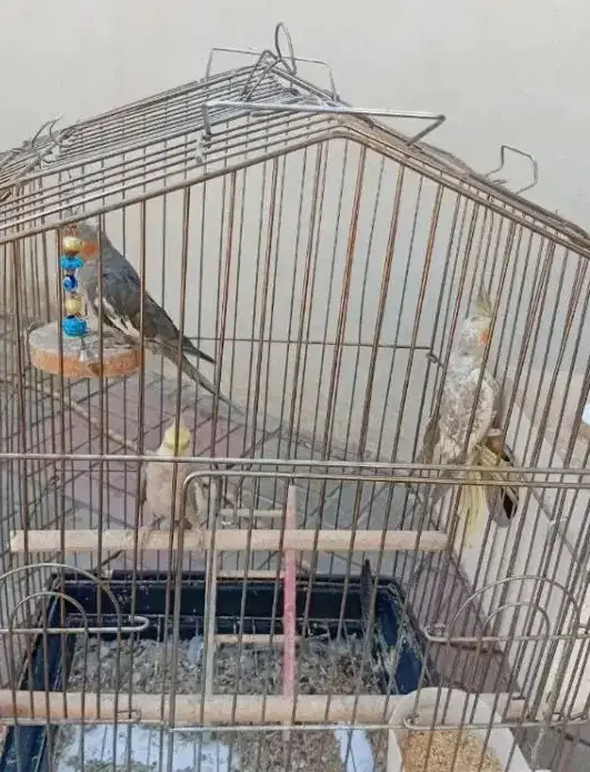 عروس هلندی|پرنده|سراب, |دیوار