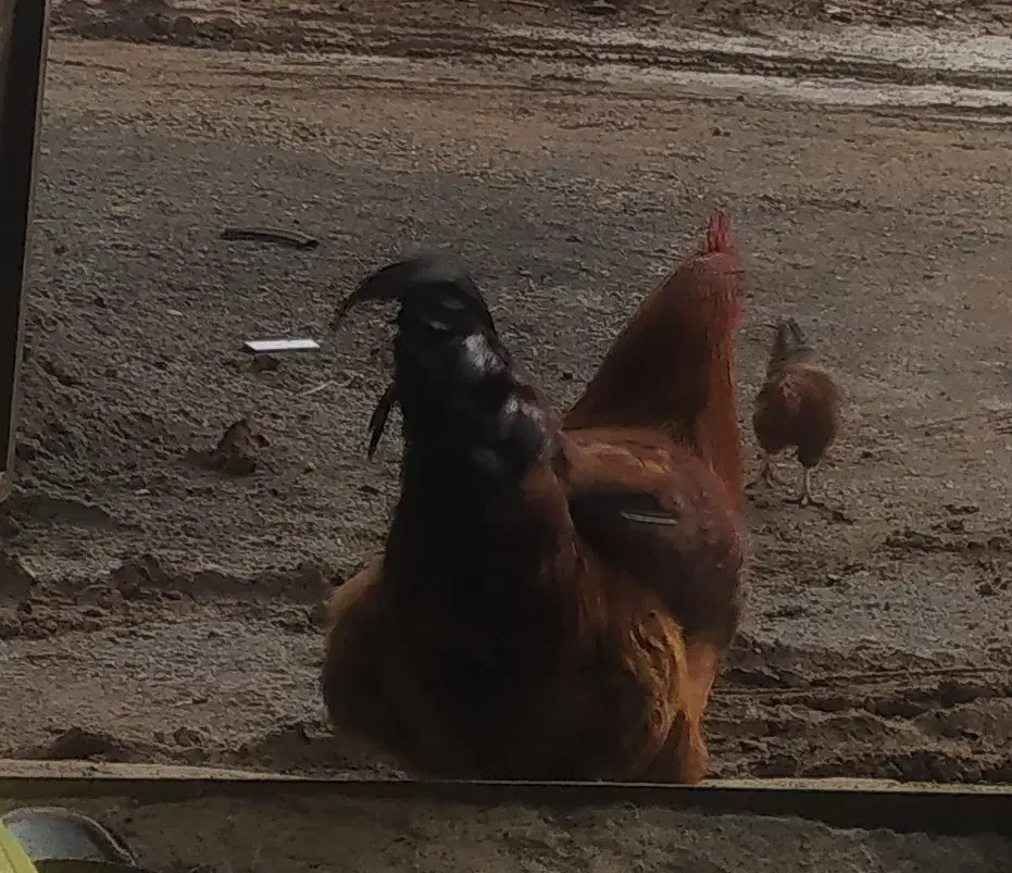 خروس|حیوانات مزرعه|ایلخچی, |دیوار