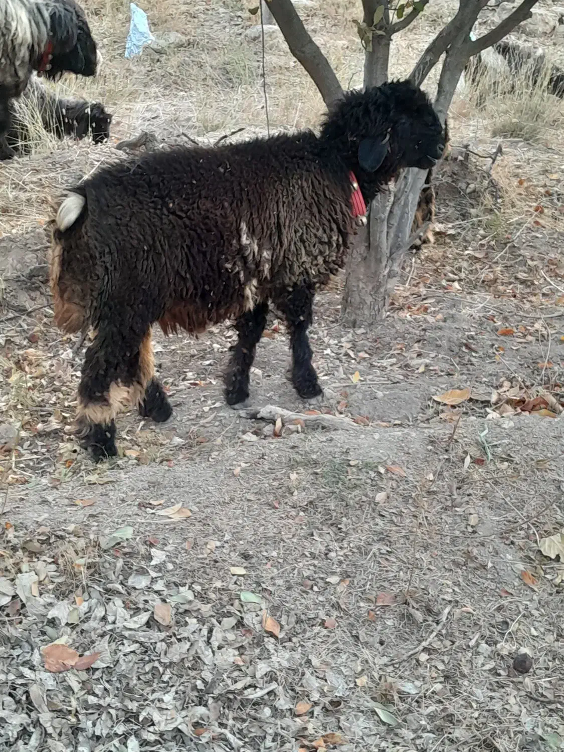 بره قوچ شهر کردی|حیوانات مزرعه|کامفیروز, |دیوار