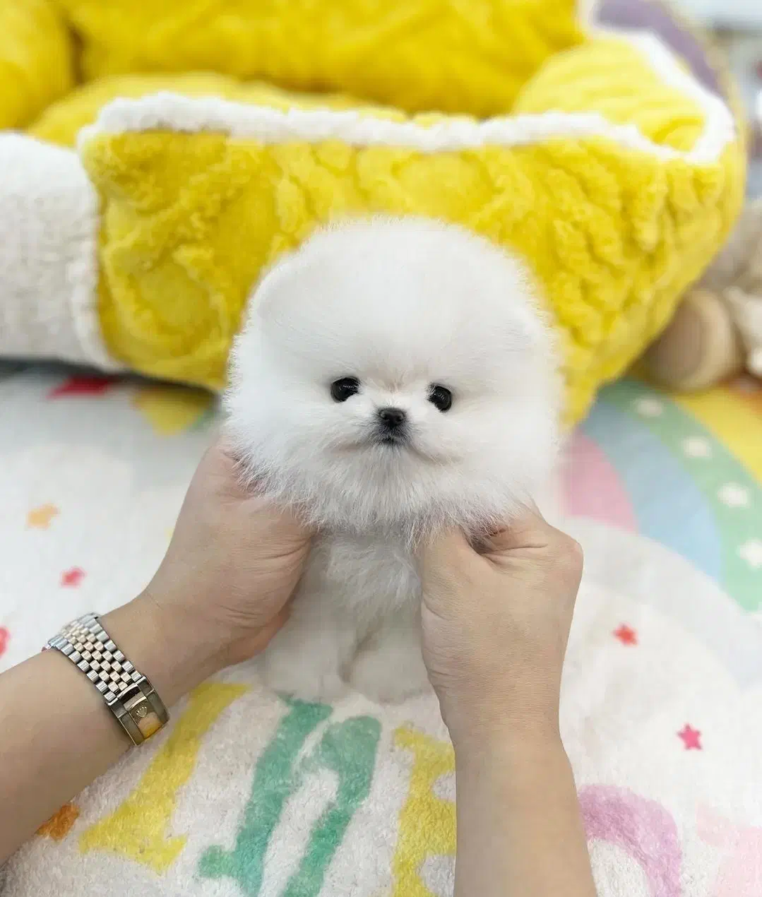 توله سگ پامر خرسی/پامرانین اورجینال|سگ|تهران, تهرانسر شرقی|دیوار