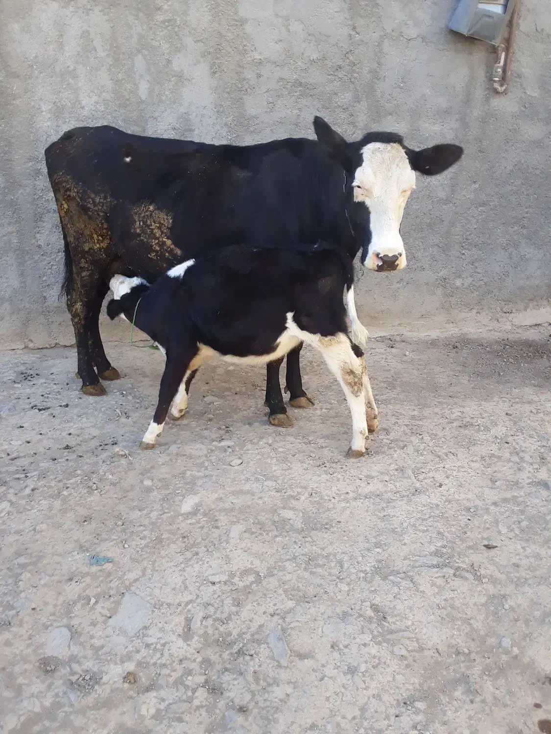 گاو شیری|حیوانات مزرعه|قره چای, |دیوار