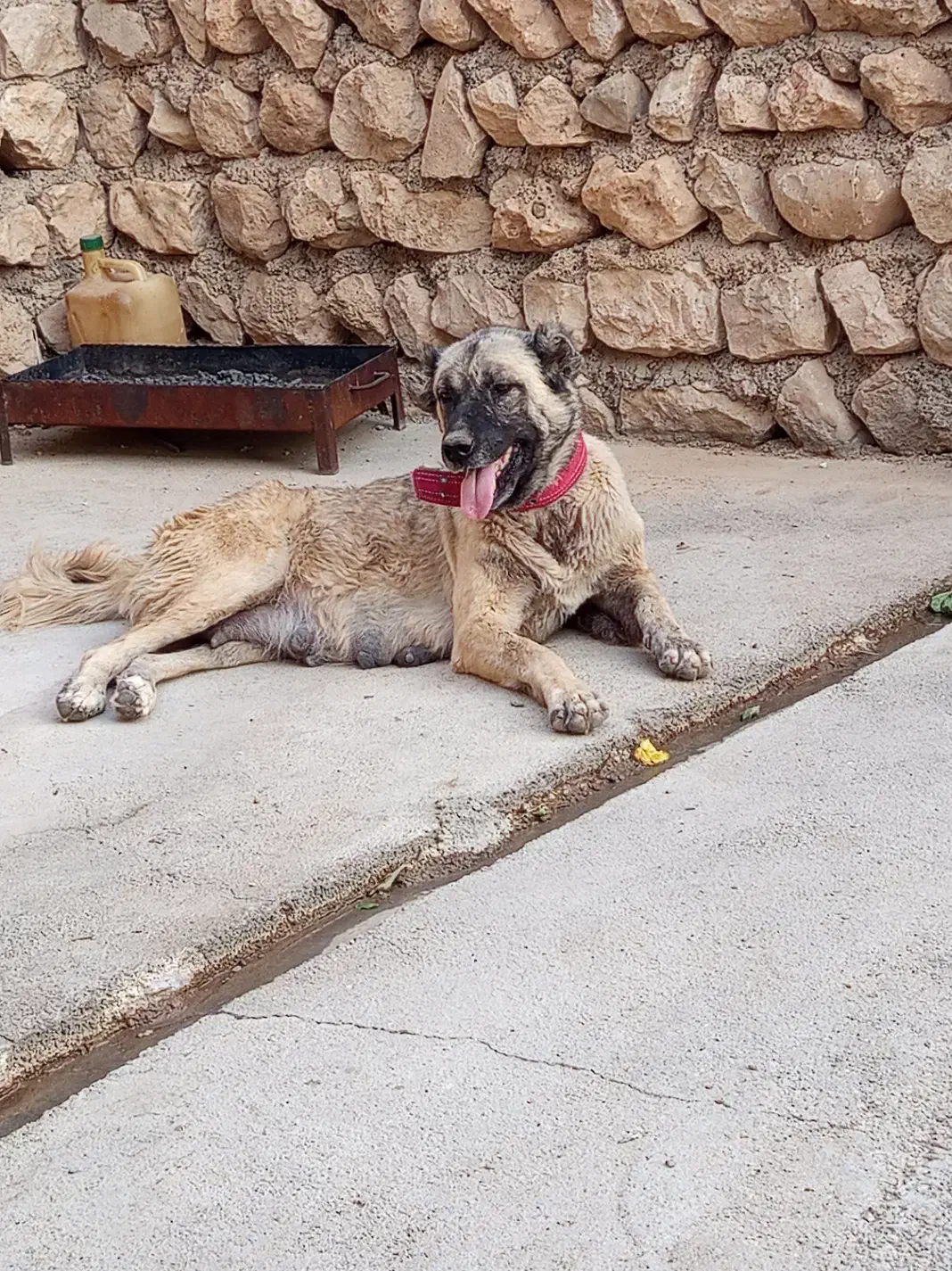 سگ سرابی|سگ|اسلام‌‌آباد غرب, |دیوار