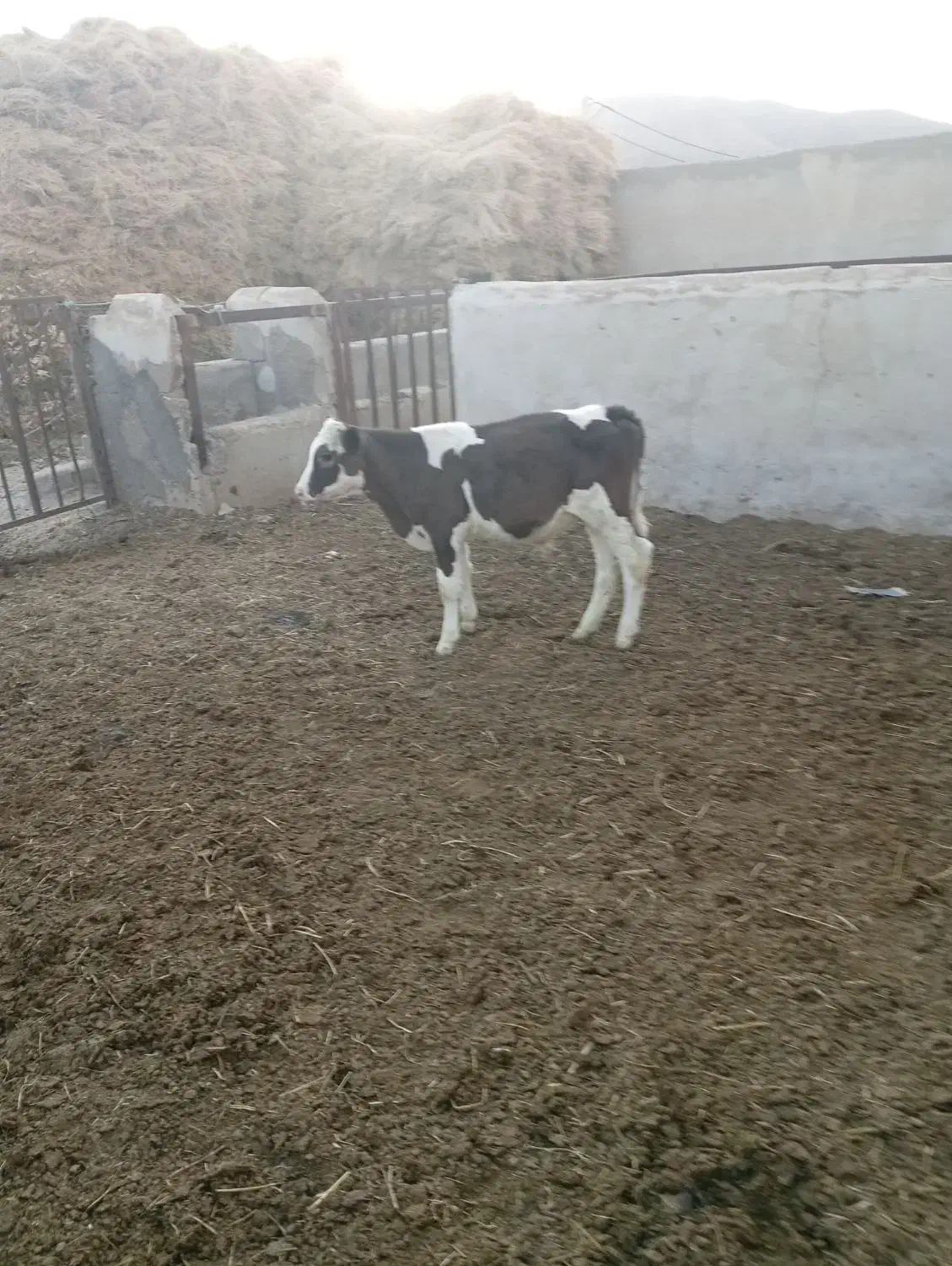 گوساله نر سیمیتال|حیوانات مزرعه|ماهنشان, |دیوار