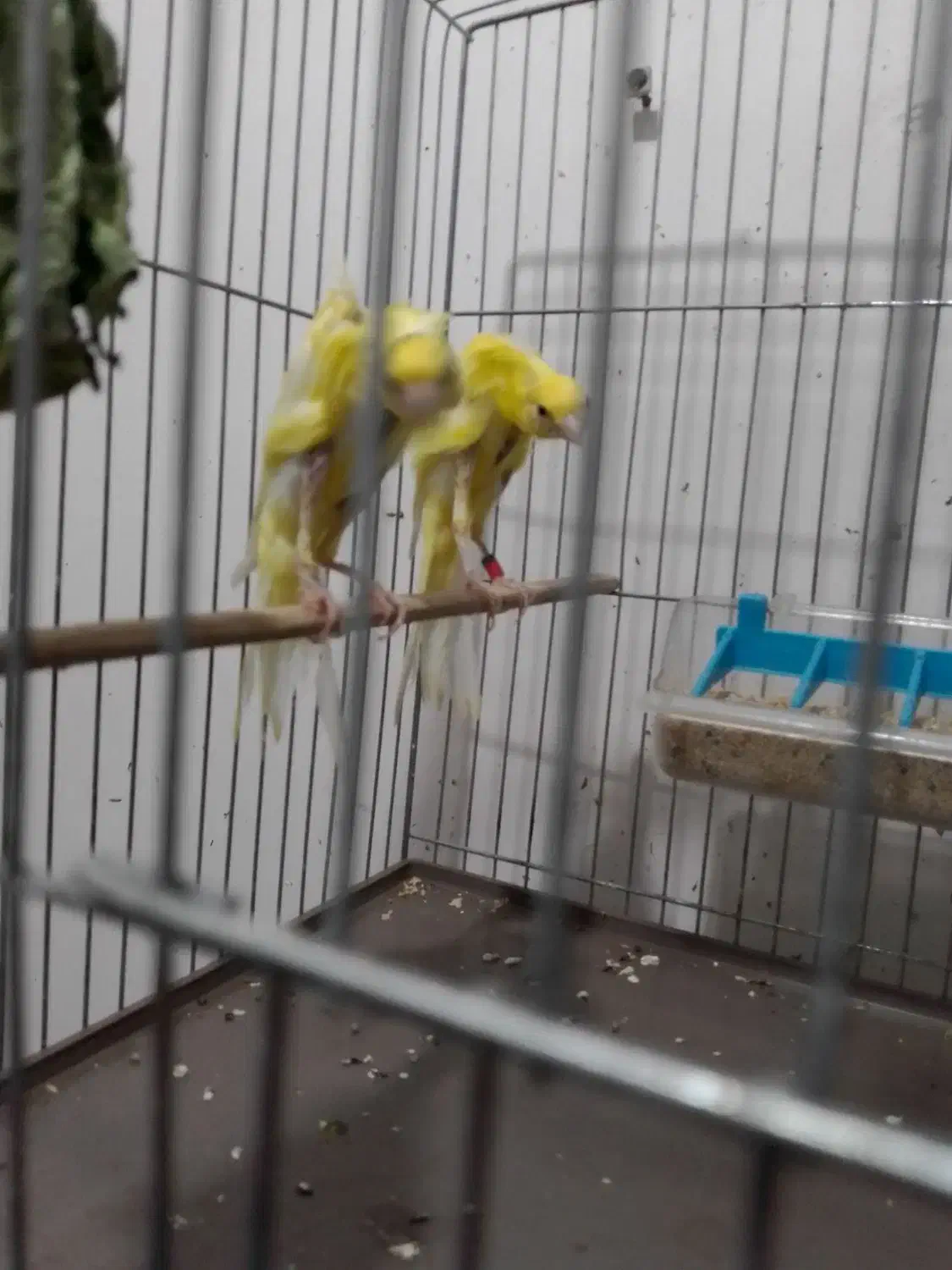 معاوضه قناری|پرنده|کومله, |دیوار