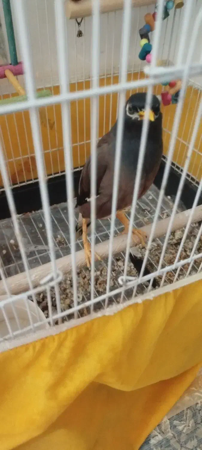 جوجه مینا تاج دار طلایی شهریار|پرنده|شهریار, اسکمان|دیوار