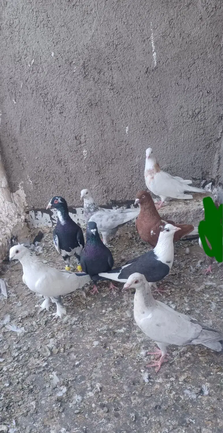 کبوترنر|پرنده|اقبالیه, |دیوار