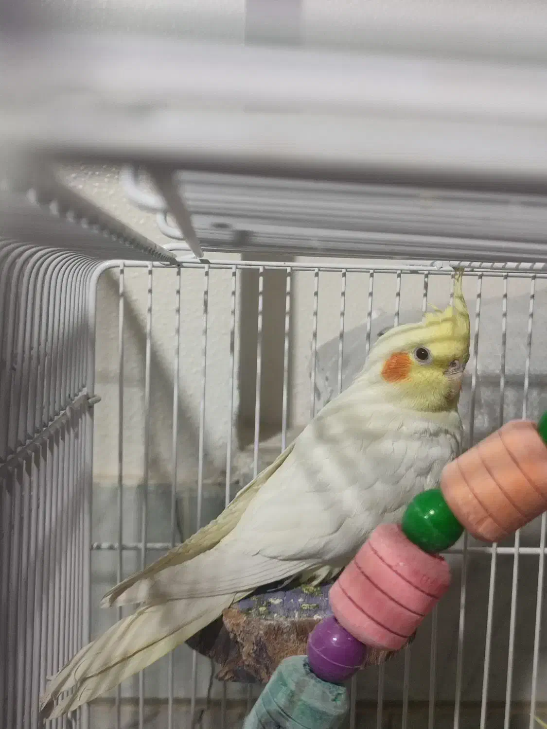 عروس هلندی|پرنده|شاهین‌شهر, فردوسی|دیوار