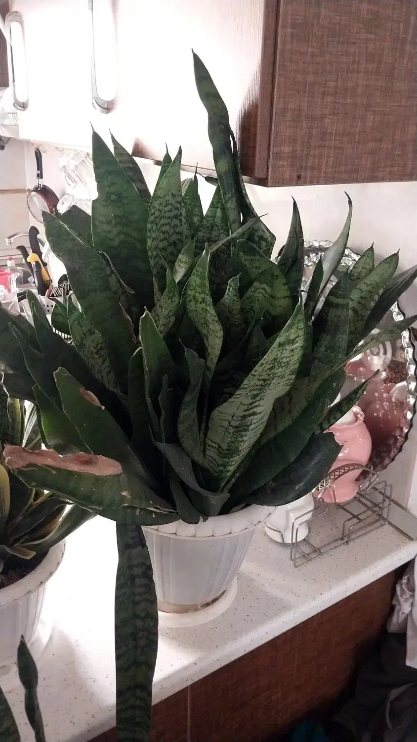 گل سانسوریا|گل و گیاه طبیعی|رشت, کوی جام جم|دیوار