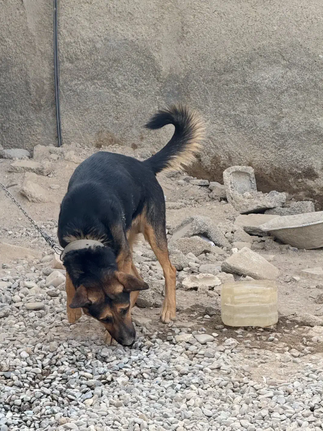 سگ ژرمن نگهبان|سگ|پاکدشت, کبودگنبد|دیوار