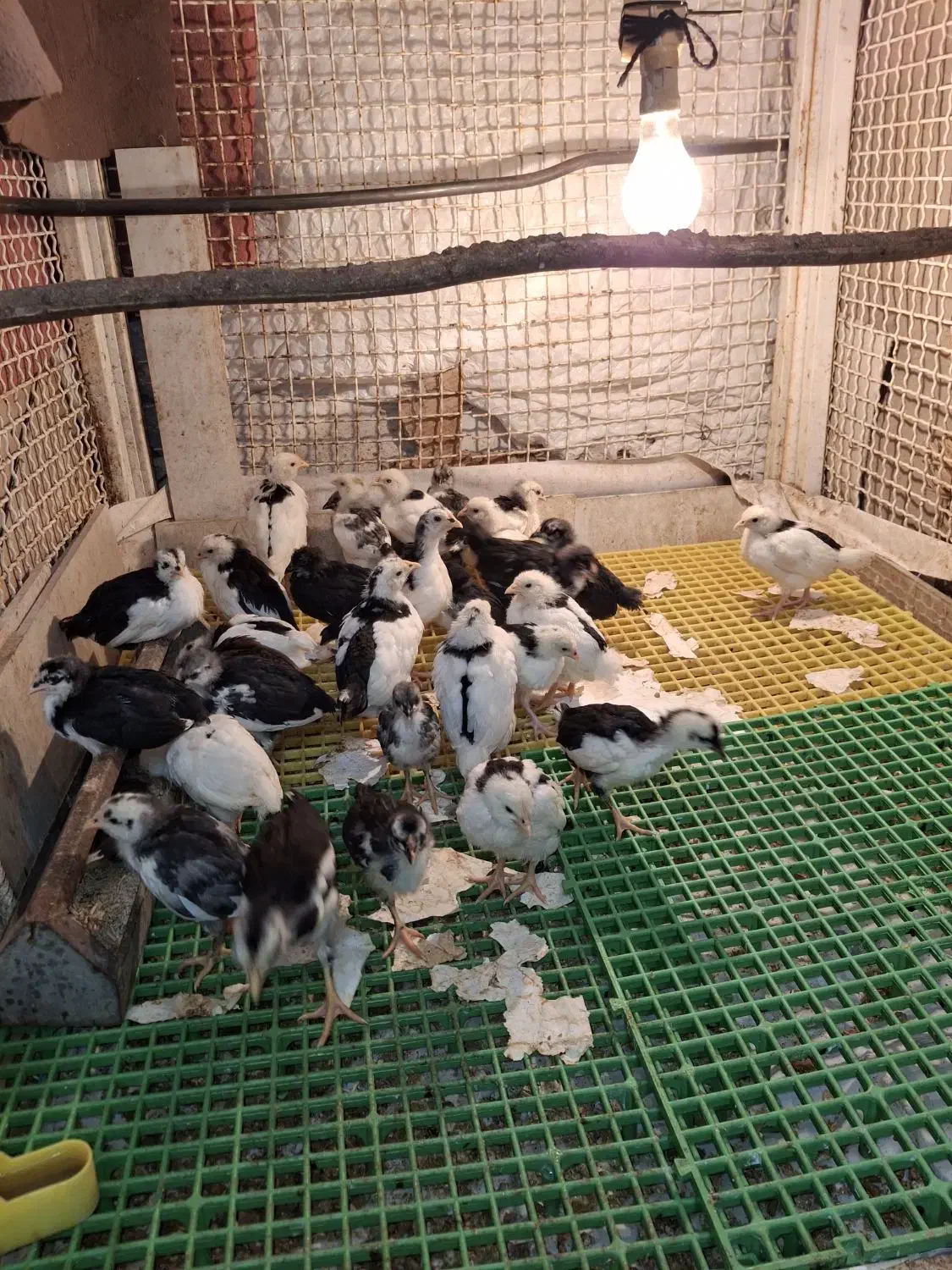 جوجه گلین|حیوانات مزرعه|چغادک, |دیوار