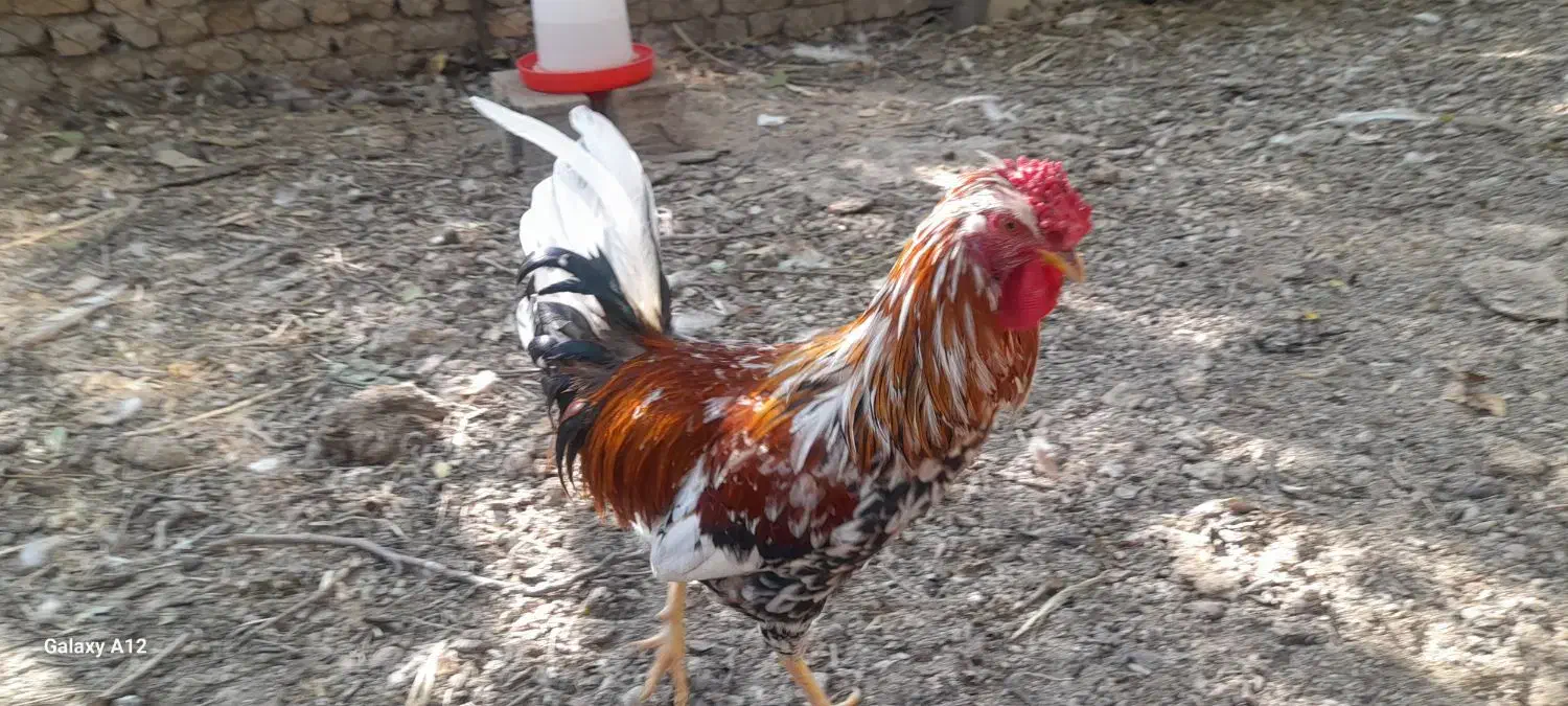 تخم نطفه دار مرغ گلین و لاری تضمینی|حیوانات مزرعه|لواسان, |دیوار