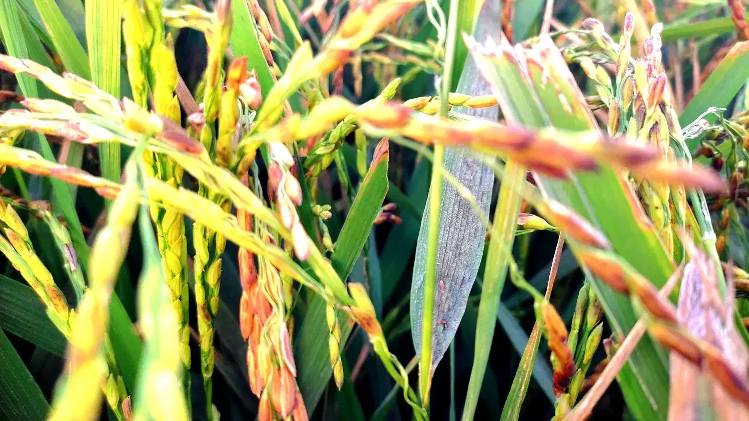 شلتوک|عمده‌فروشی|اهواز, امانیه|دیوار