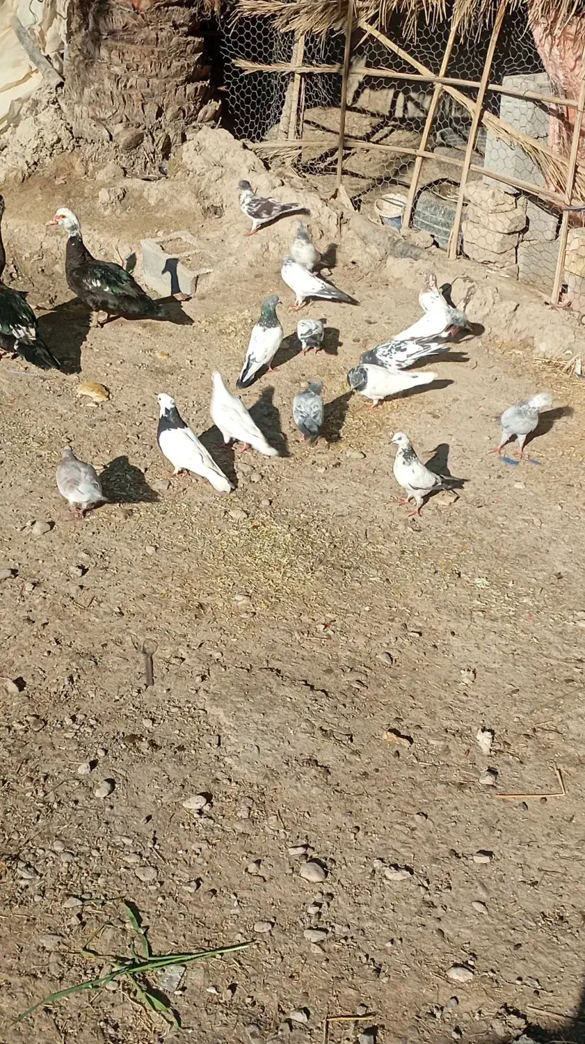 کفتر|حراج|ایرانشهر, |دیوار