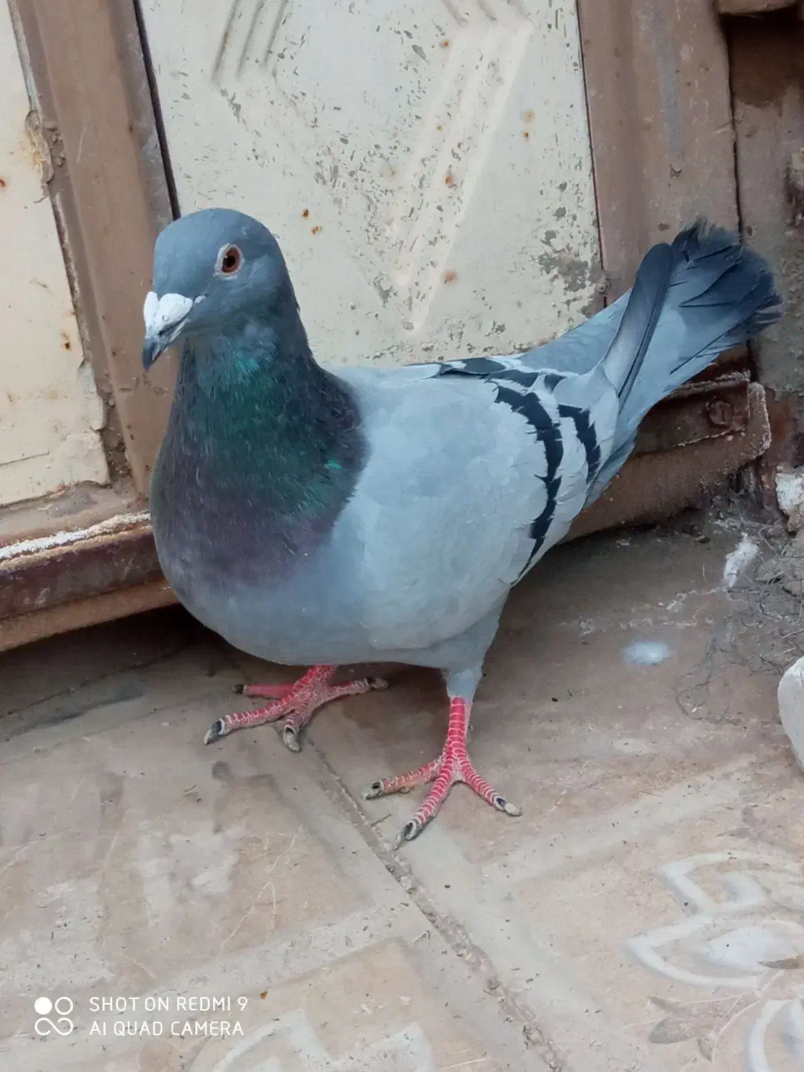 کبوتر|پرنده|نهبندان, |دیوار