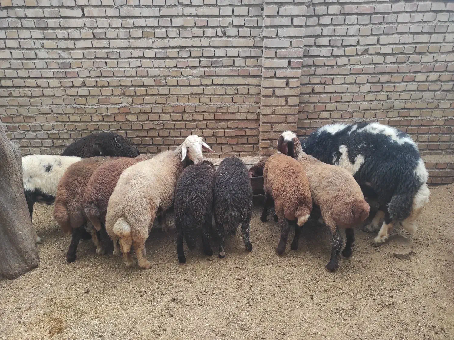 گوسفند و قوچ (بره ماده)|حیوانات مزرعه|گرگان, |دیوار