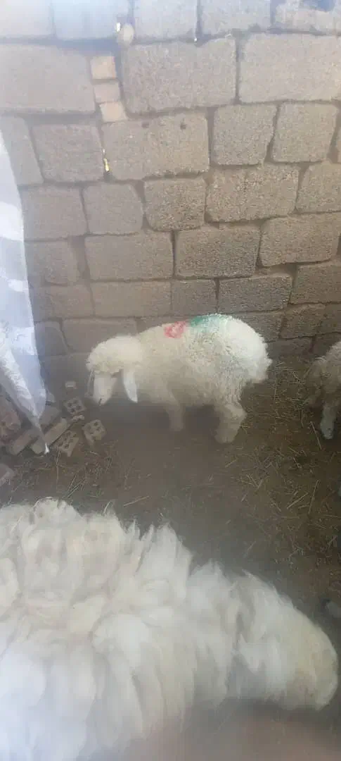 الحایی|حیوانات مزرعه|کرخه, |دیوار