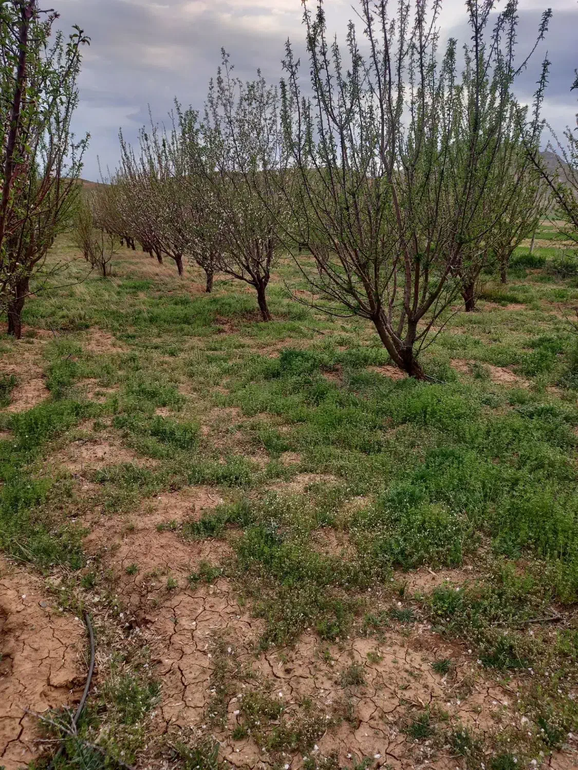 ۱۰۰۰ متر باغ بادوم فرانسوی قازنداقی|فروش دفتر صنعتی، کشاورزی، تجاری|تاکستان, |دیوار