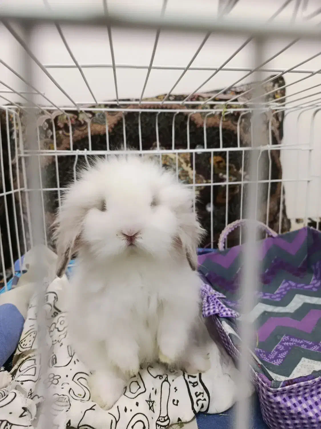 خرگوش مینی لوپ|موش و خرگوش|شیراز, پودنک|دیوار