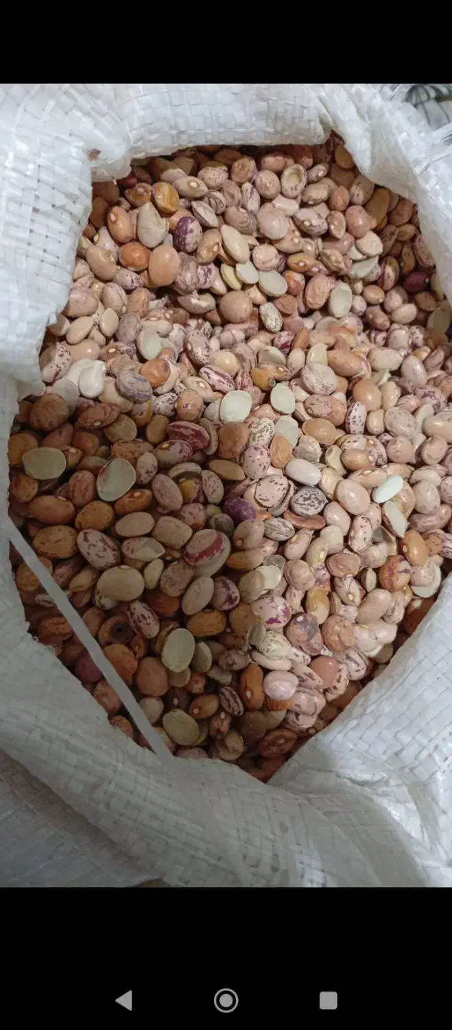 لوبیا چیتی شکسته|خوردنی و آشامیدنی|مشهد, نوید|دیوار