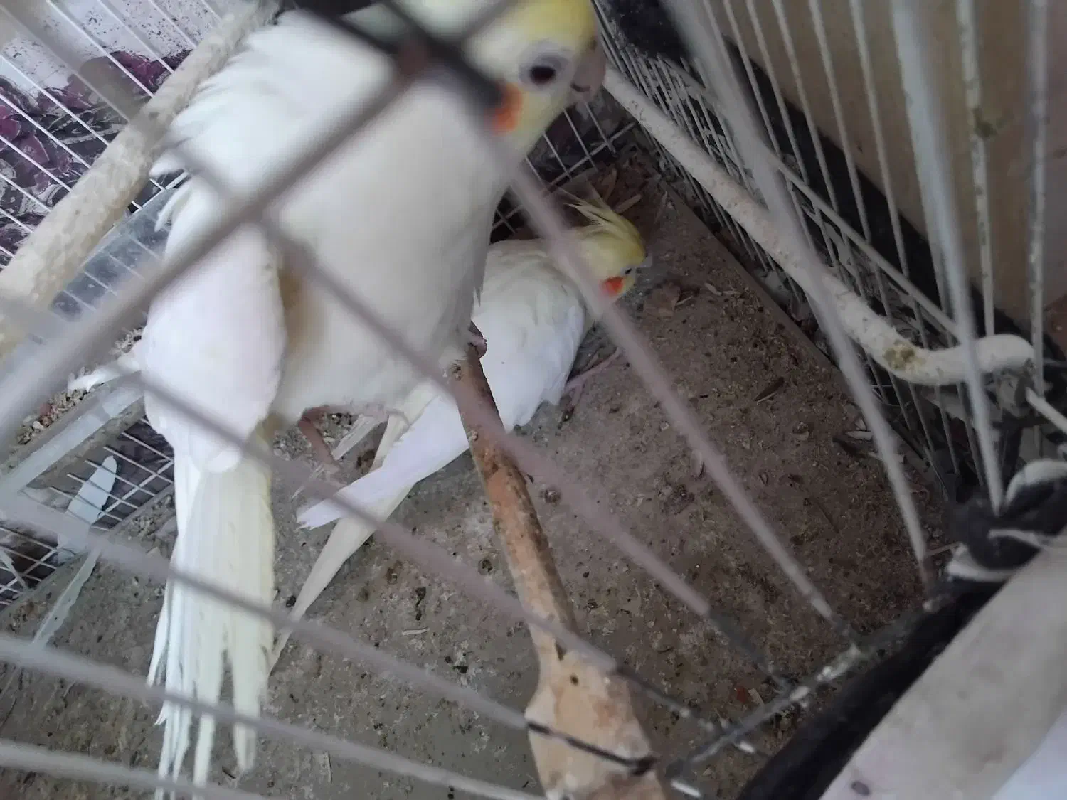 عروس هلندی|پرنده|نیمبلوک, |دیوار