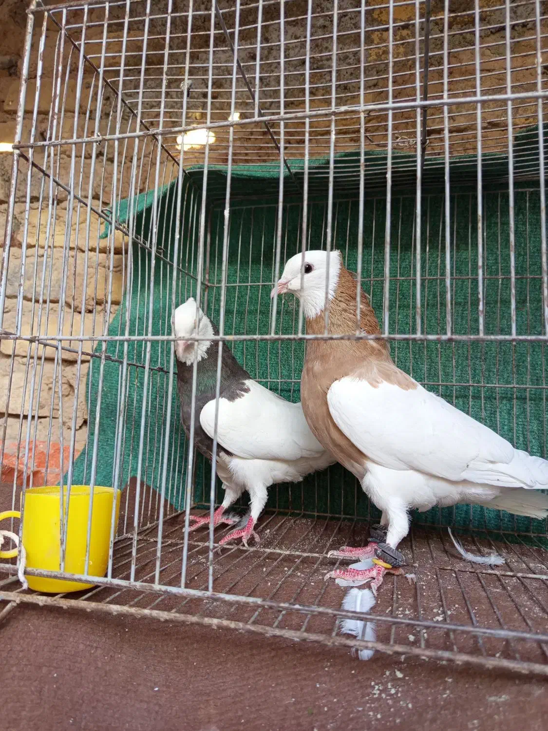 پرنده،کفتر،طوقی|پرنده|نیشابور, سرآب کوشک|دیوار