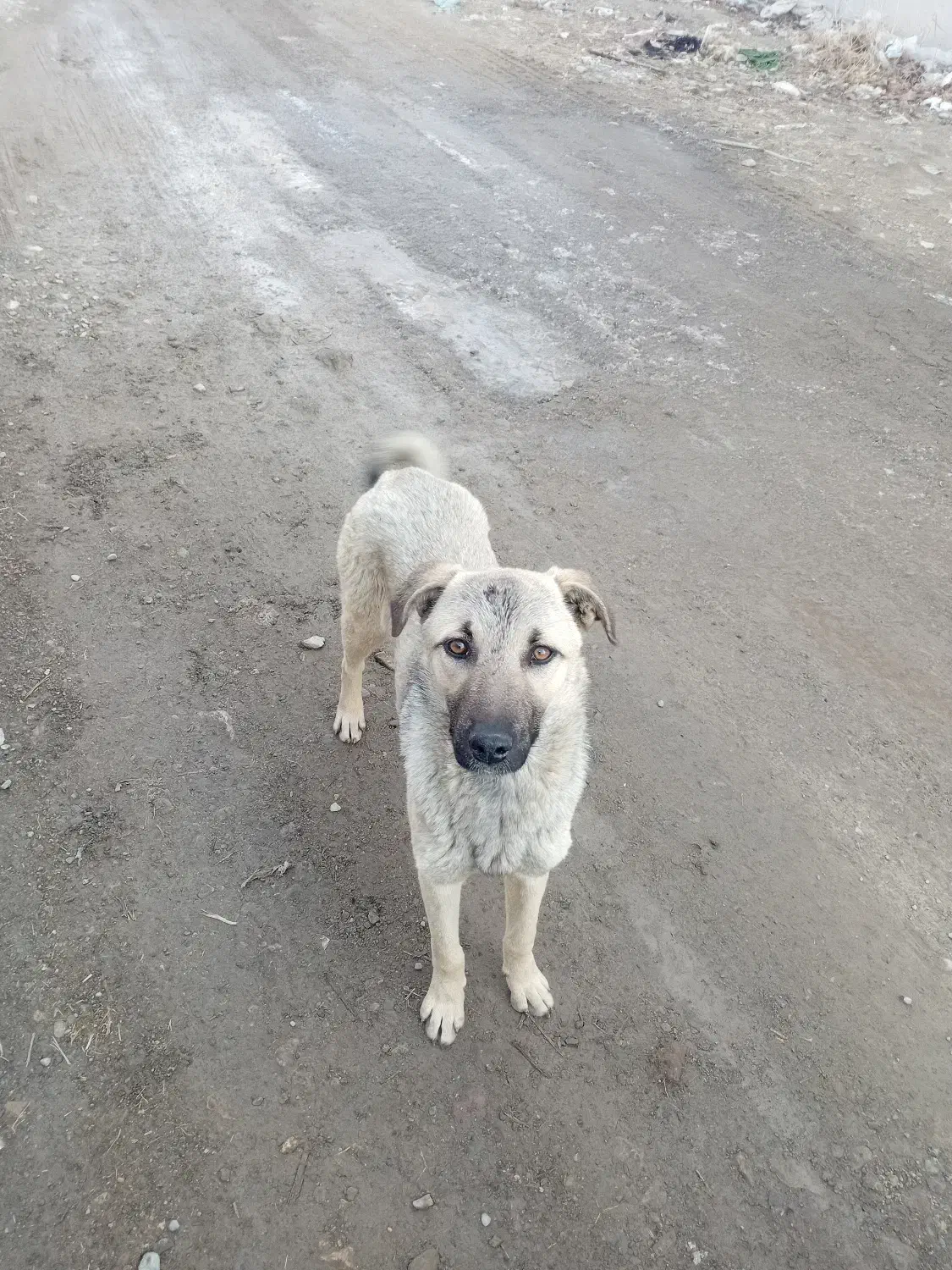 واگذاری توله نگهبان|سگ|هشتگرد, تهران دشت|دیوار