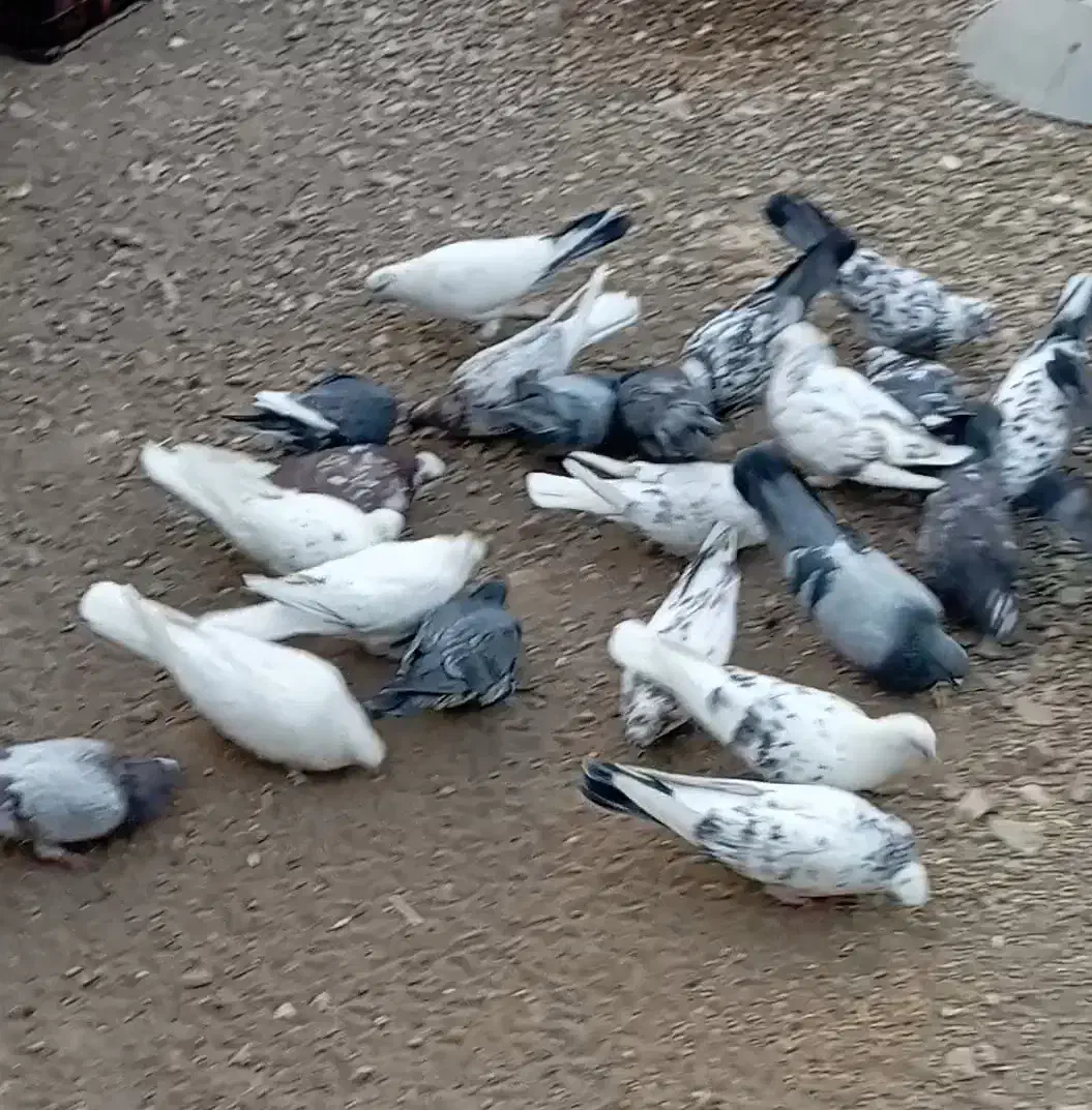 کبوتر پرشی بشرط|پرنده|جعفرآباد, |دیوار