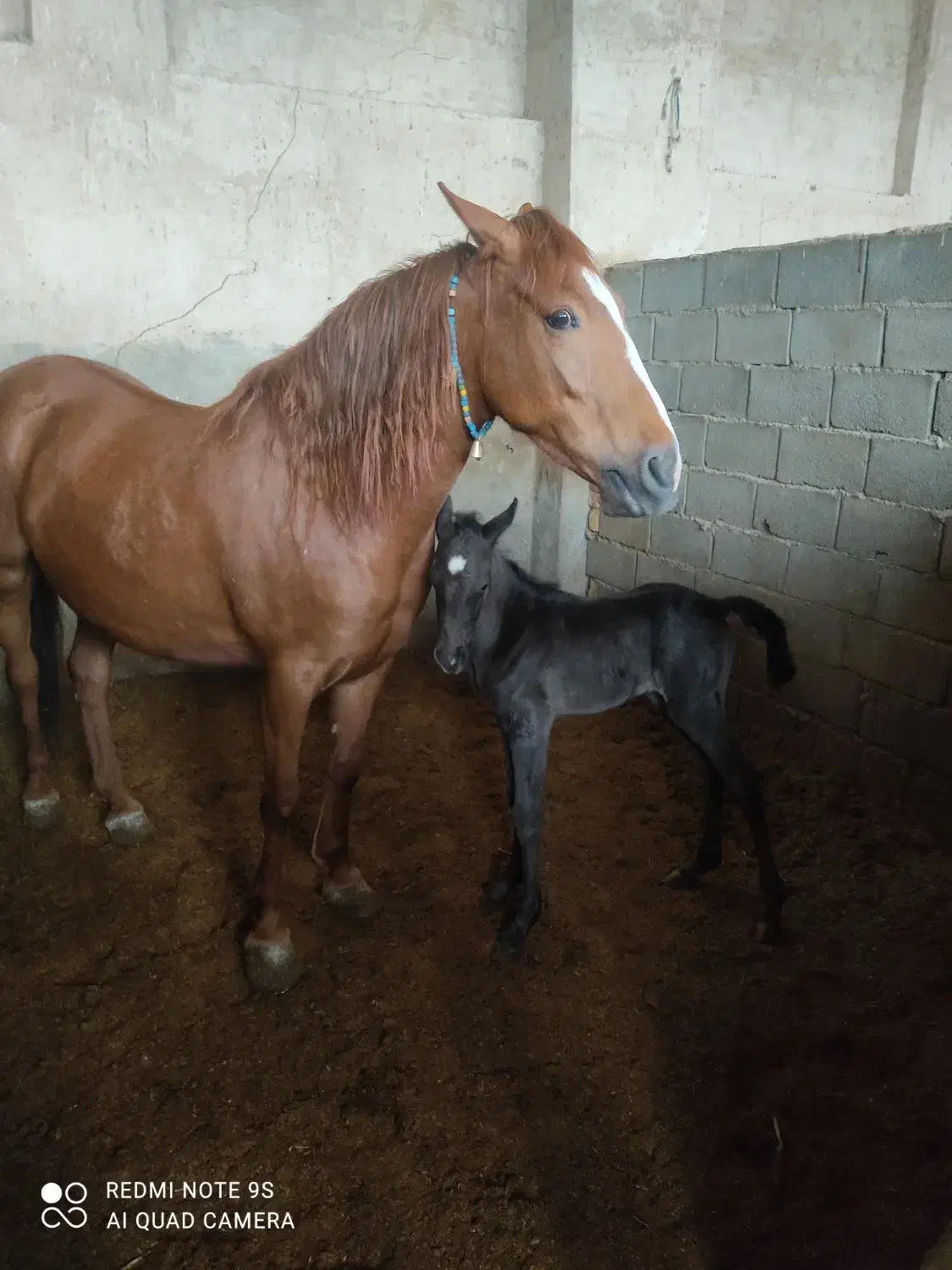 اسب|اسب و تجهیزات اسب‌سواری|اصفهان, عباس‌آباد|دیوار