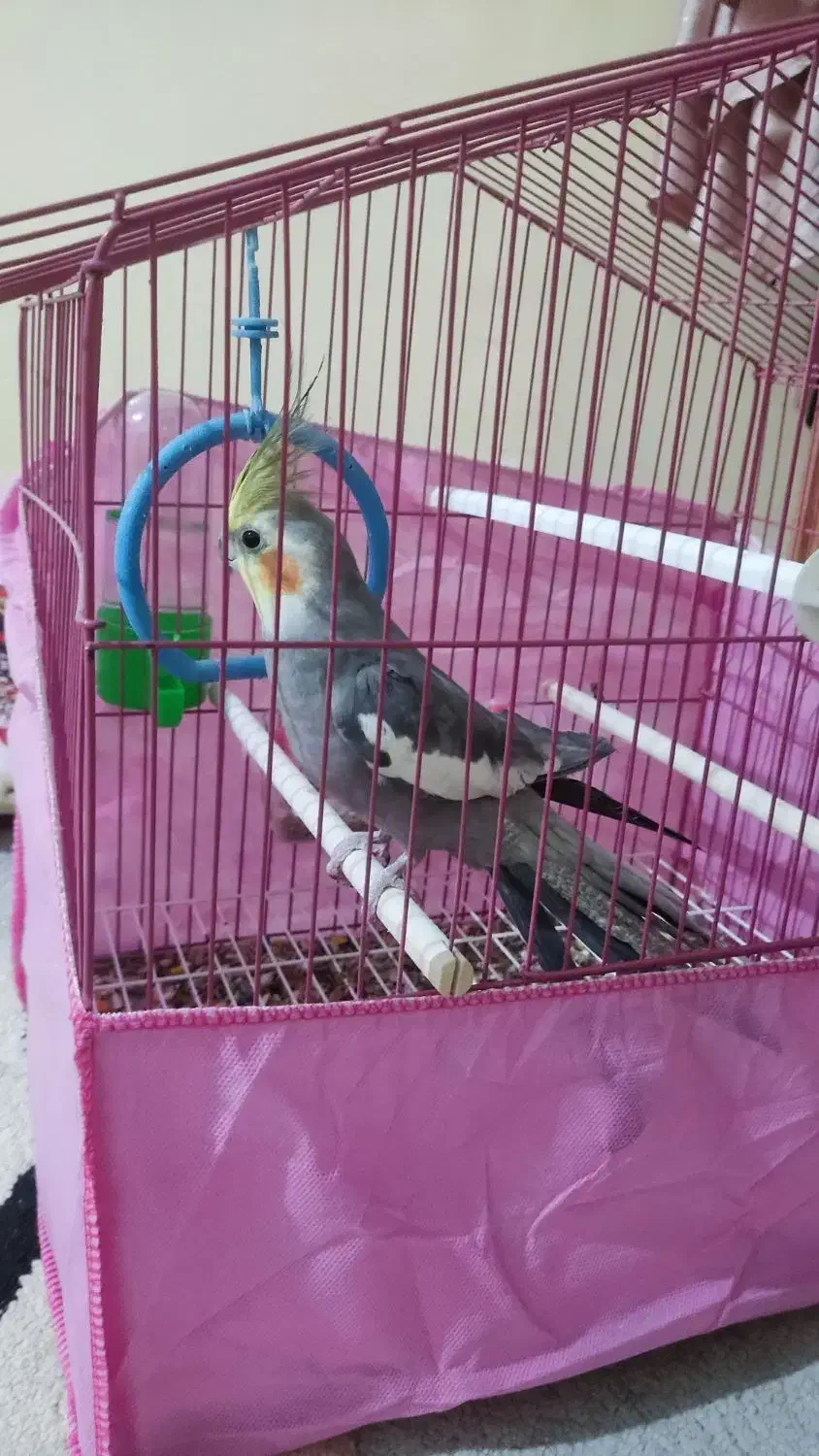 عروس هلندی|پرنده|شوشتر, |دیوار