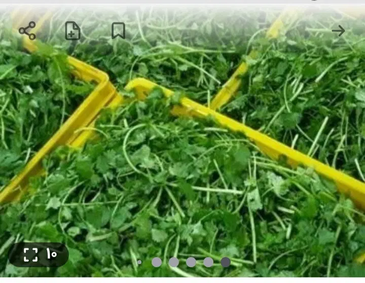 سبزی مارکت بهار فرشته سبزیجات میاندربندخام سرخ خشک|خوردنی و آشامیدنی|کرمانشاه, |دیوار