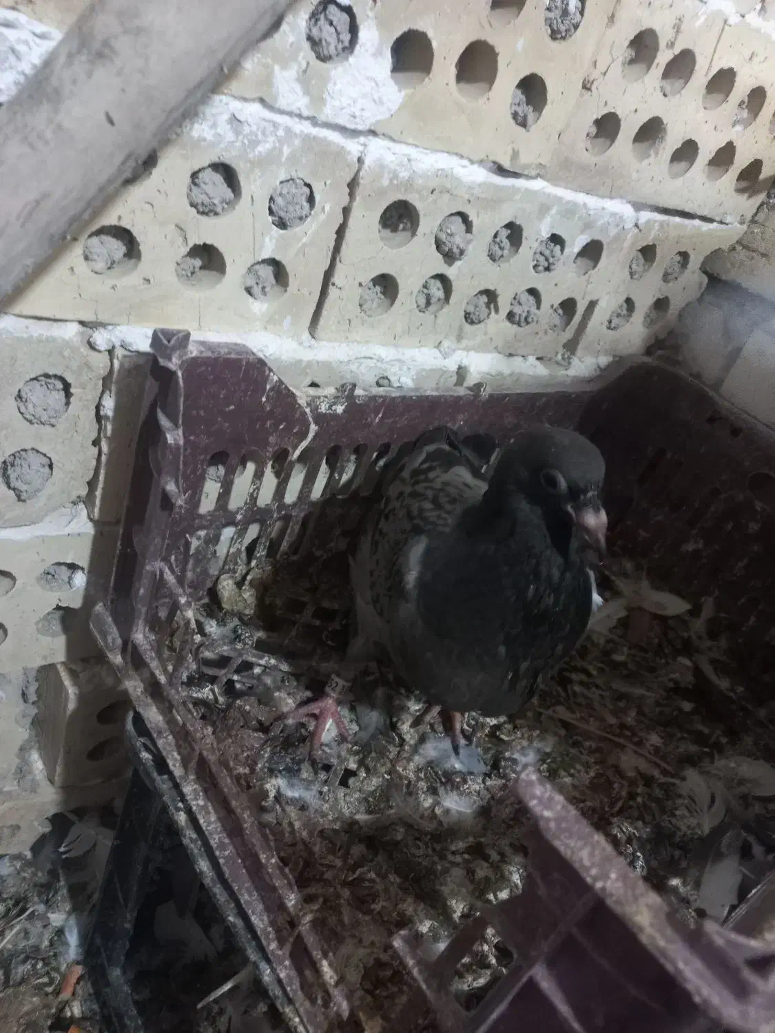 کفتر جوجه پلاکی تازه دون خور|پرنده|اهواز, منازل کارون|دیوار